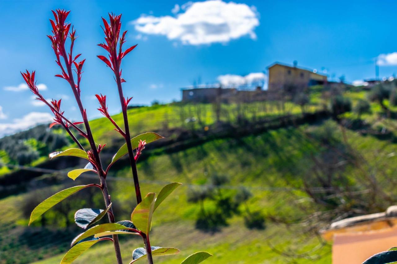 La Casa Del Nonno Bed & Breakfast Spoltore Екстериор снимка